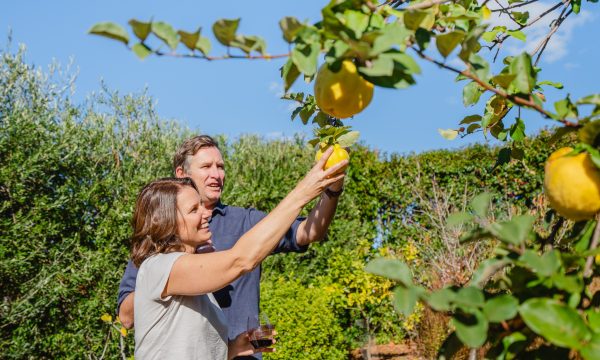 A man and woman are picking a lemon from a tree.