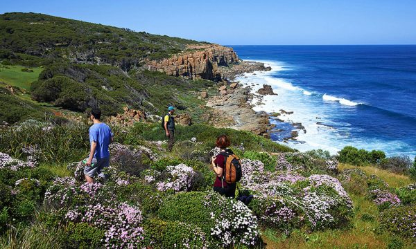 3 hikers walking along the coastal section of the Cape to Cape track. Thye are walking close to the cliff and are looking at the rocky shoreline. The vegetaion is low lying and has many pink flowers.